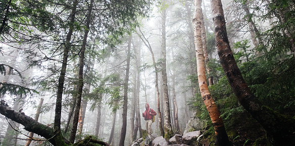 Woods with Fog