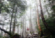 Woods with Fog