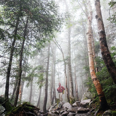Woods with Fog