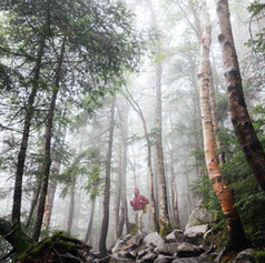 Woods with Fog
