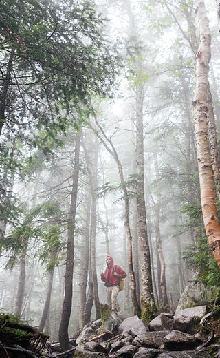 Woods with Fog