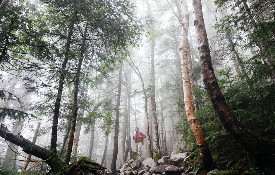 Woods with Fog