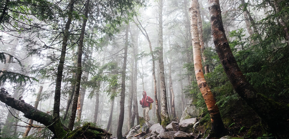 Woods con nebbia