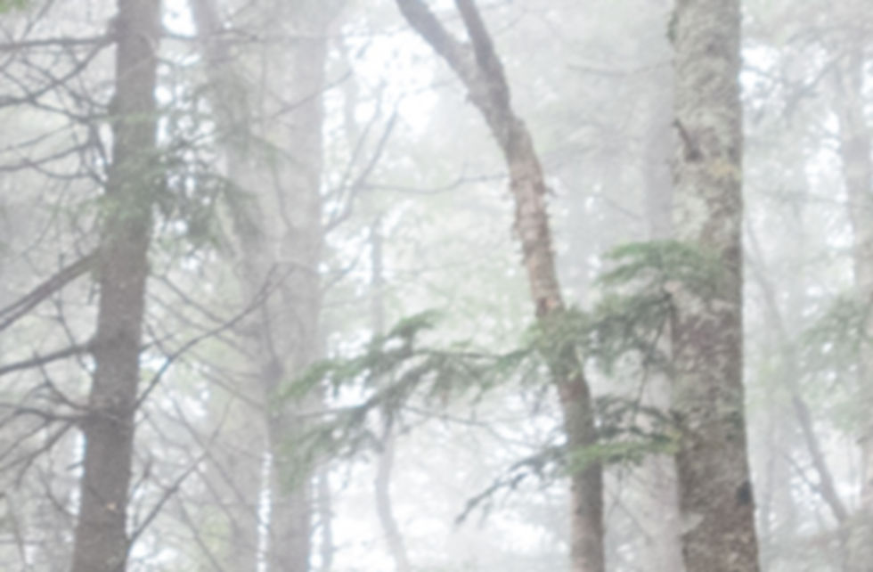 Woods with Fog