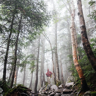 Hiking In Forest