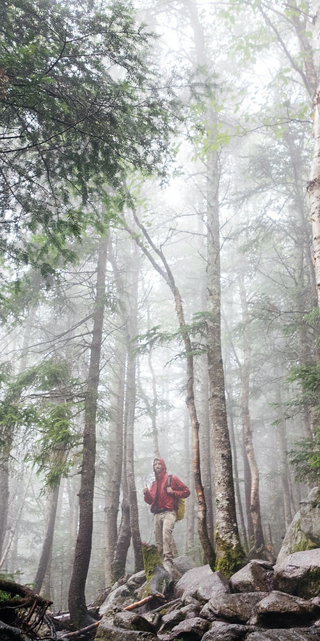 Woods with Fog