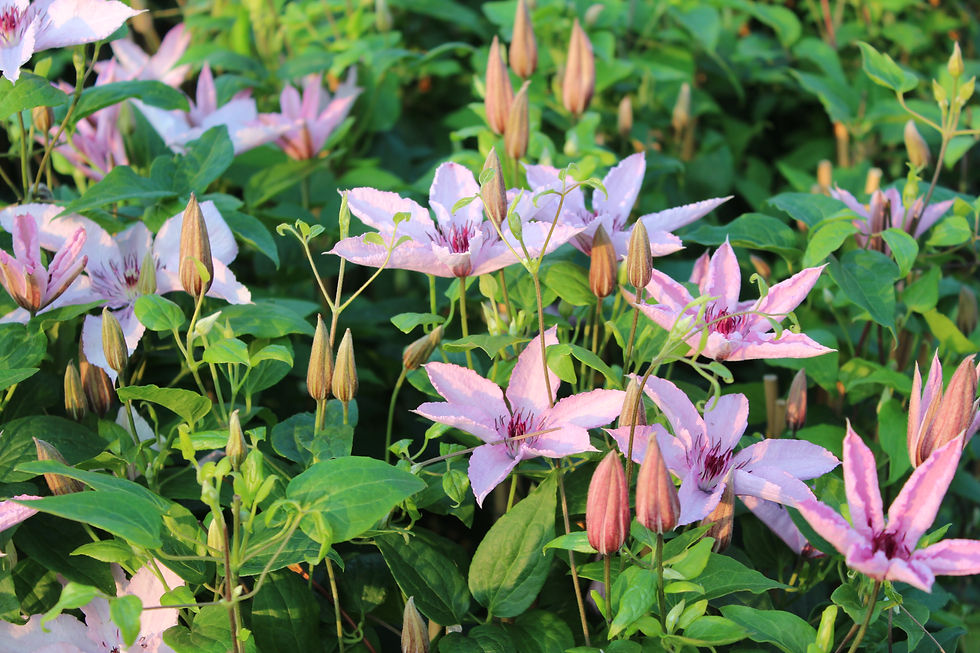 Clematis rosa Detail