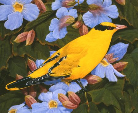 Black Naped Oriole | david-ord-kerr