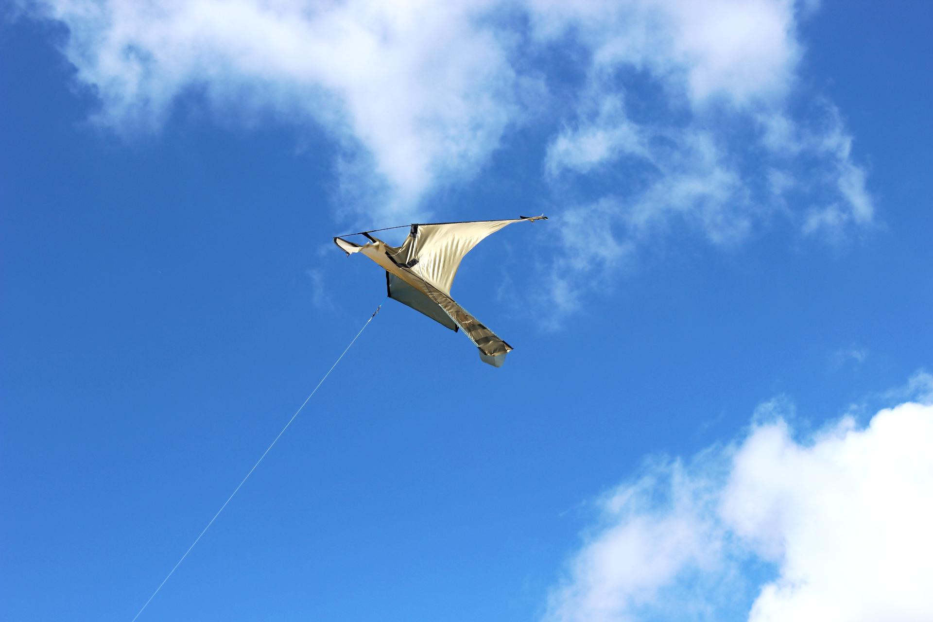 London Falconry Kites , Seagull& Pigeon Control. Bird Control Systems