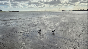 Green Chain Walk from Erith to Charlton (March 2026)
