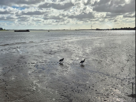 Green Chain Walk from Erith to Charlton (March 2026)