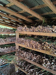 garlic 2025.jpg