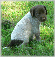puppy_grass.gif