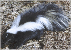 skunk.gif