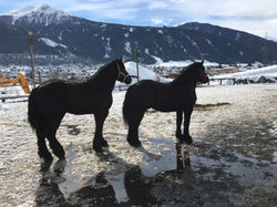 Percheron 2018