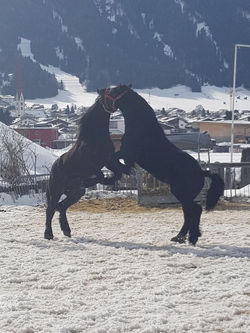 Percheron 2018