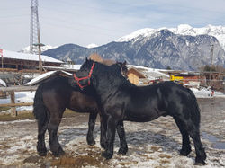 Percheron 2018