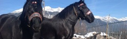 Percheron aus der Normandie