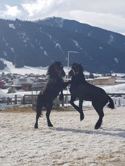 Percheron 2018