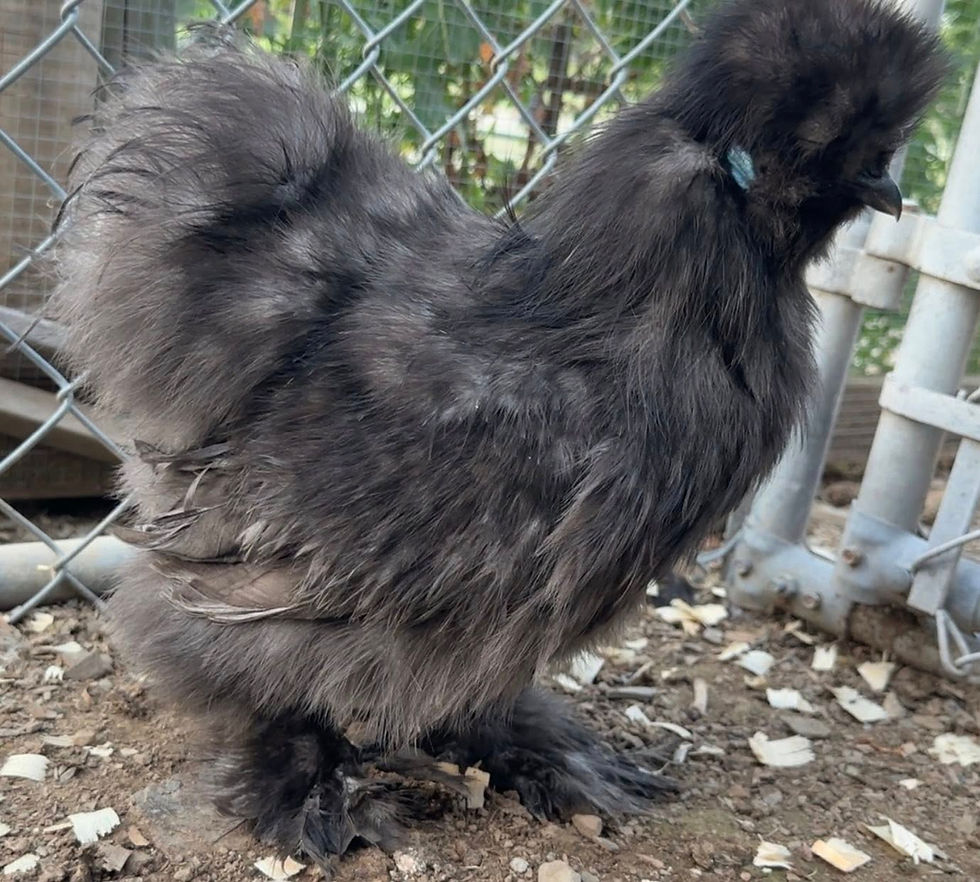 Thumbnail: Blue, Black, Splash Silkie Hatching Eggs – Full Dozen + Extras ❤︎ PICK-UP
