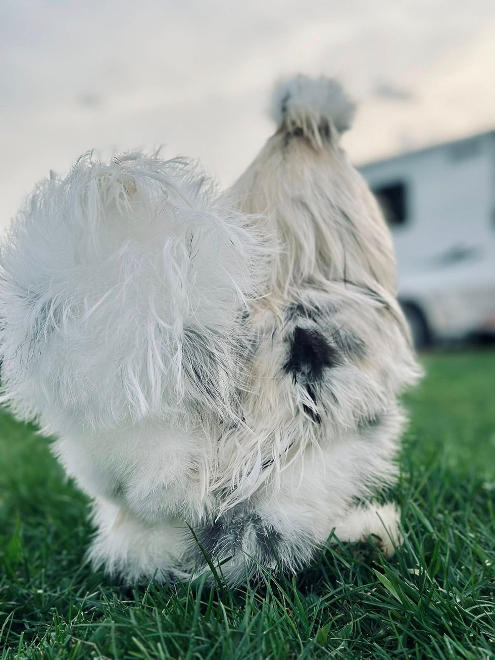 Thumbnail: Paint Silkie Hatching Eggs – Full Dozen + Extras ❤︎PICK-UP