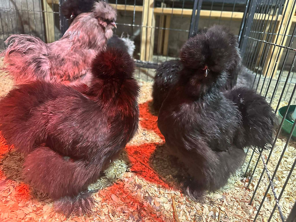 Thumbnail: Blue, Black, Splash Silkie Hatching Eggs – Full Dozen + Extras ❤︎ PICK-UP