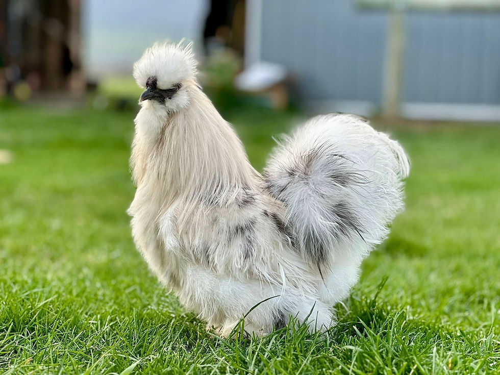 Thumbnail: Paint Silkie Hatching Eggs – Full Dozen + Extras ❤︎PICK-UP