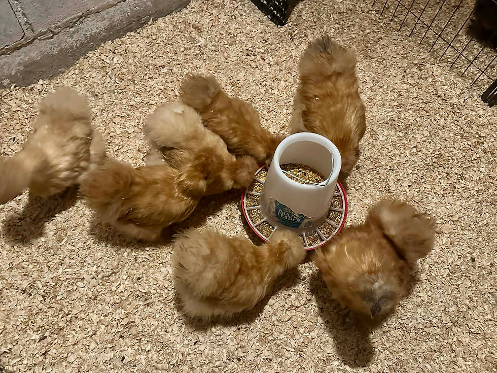 Thumbnail: Buff Silkie Hatching Eggs – Full Dozen + Extras ❤︎ PICK-UP