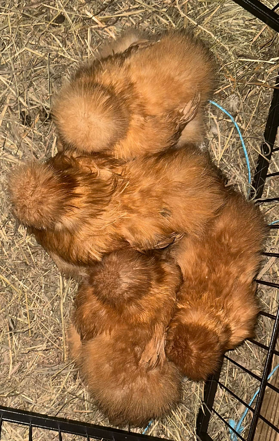 Thumbnail: Buff Silkie Hatching Eggs – Full Dozen + Extras ❤︎ PICK-UP