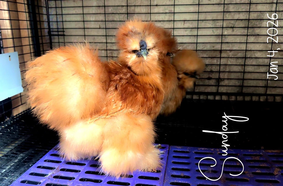 Thumbnail: Buff Silkie Hatching Eggs – Full Dozen + Extras ❤︎ PICK-UP
