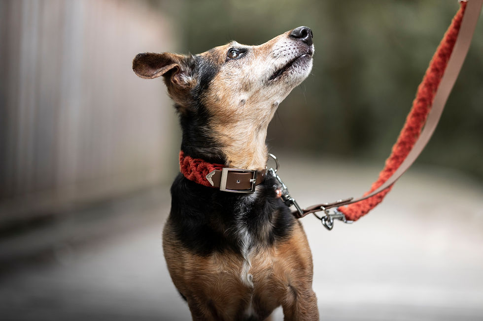 Miniaturbild: SET Halsband & Leine 'Theodor'