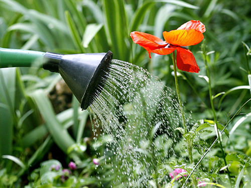 a watering can sprinkles water onto a poppy in a garden
