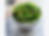 wakame