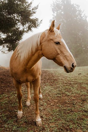 Horse in misty field