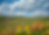 Wildflowers