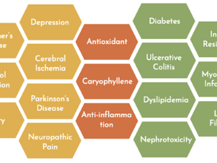 BCP and the Endocannabinoid System: A Natural Ally in Metabolic Health