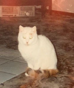 Chat Boule de neige