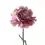 Thumbnail: Carnations