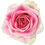 Thumbnail: Pink Roses