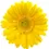 Thumbnail: Gerbera (Yellow/Green Centers)