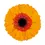 Thumbnail: Mini Gerberas