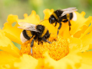 Την δυσαρέσκεια της εκφράζει η ΟΜΣΕ για το "τσουβάλιασμα"των Μελισσοκόμων από την ΕΘΕΑΣ, η οποία κάνει αναφορά για σκάνδαλο στην Βιολογική μελισσοκομία