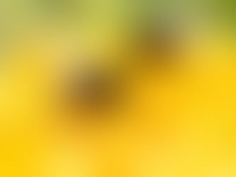 Την δυσαρέσκεια της εκφράζει η ΟΜΣΕ για το "τσουβάλιασμα"των Μελισσοκόμων από την ΕΘΕΑΣ, η οποία κάνει αναφορά για σκάνδαλο στην Βιολογική μελισσοκομία