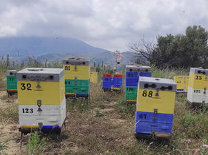 Δήλωση κατεχομένων κυψελών