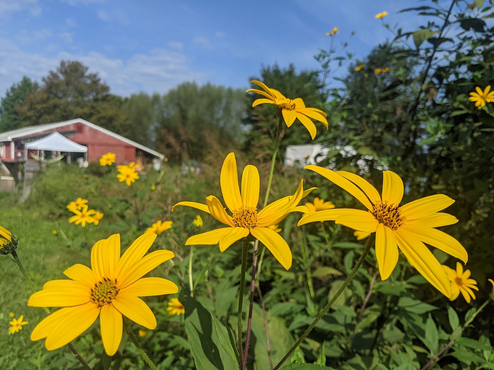 Roots Plant Path Nursery Knoxville