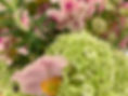 Close-up of flowers 1.JPEG