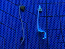 Green Technology Alliance developed quantum dot fluorescent fertilizer