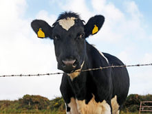 Scientists are investigating new uses for cow dung as part of the project