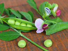 Research identifies gene that controls production of flowers and fruits in pea plants