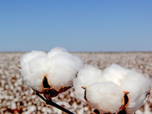 Cotton growers make way for more corn and wheat